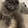 cat, gray_cat, fluffy, longhair, folded_ears, amber_eyes, paw, whiskers, feline, pet, lounging, lying_down, couch, cushion, indoors, portrait, close_up, soft_fur, adorable, relaxed