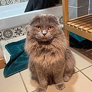Zephyr participe au concours pour gagner de l'argent avec cette photo : cat, gray_cat, fluffy, long_hair, amber_eyes, sitting, bathroom, bathtub, tile_floor, patterned_tiles, wooden_bench, towel, portrait, indoor, pet, whiskers, round_face, serious_expression, fur, centered_composition