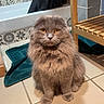 cat, gray_cat, fluffy, long_hair, amber_eyes, sitting, bathroom, bathtub, tile_floor, patterned_tiles, wooden_bench, towel, portrait, indoor, pet, whiskers, round_face, serious_expression, fur, centered_composition