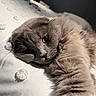 cat, gray_cat, fluffy, fur, feline, pet, animal, close_up, portrait, golden_eye, green_eye, whiskers, paw, sleeping, relaxed, lying_down, bed, bedding, indoor, cozy