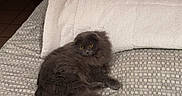 Zephyr a rejoint le concours — aidez-le/la à gagner de superbes lots ! cat, gray_cat, fluffy, long_hair, pet, animal, feline, yellow_eyes, lying_down, relaxed, bed, blanket, bedspread, indoor, bedroom, furniture, textile, patterned, portrait, home