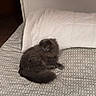 cat, gray_cat, fluffy, long_hair, pet, animal, feline, yellow_eyes, lying_down, relaxed, bed, blanket, bedspread, indoor, bedroom, furniture, textile, patterned, portrait, home