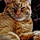 Tigra