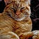 Tigra