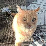 Tigra joined the competition — help win amazing prizes! animal, cat, closeup, cozy, dried_plants, ears, feline, glass_tabletop, green_eyes, jar, orange_cat, outdoor, patterned_rug, pet, reflection, shadow, sunlight, table, whiskers, wicker_table