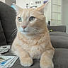 Tigra is registered to the contest to win money with this photo: blurred_background, cat, couch, cozy, domestic_animal, ears, eyes, feline, fur, furniture, home, indoor, living_room, orange_tabby, paws, pet, playing_cards, relaxed, soft_light, whiskers