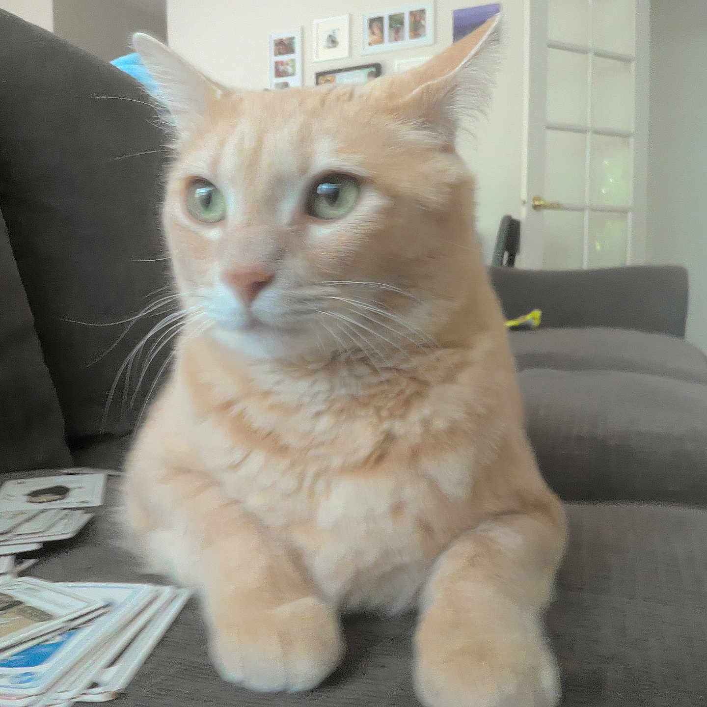 Tigra