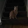 Tigra joined the competition — help win amazing prizes! alone, animal, carpet, cat, curious, dark, domestic, feline, floor, home, indoor, looking_up, low_light, pet, quiet, shadow, sitting, stairs, still_life, wall