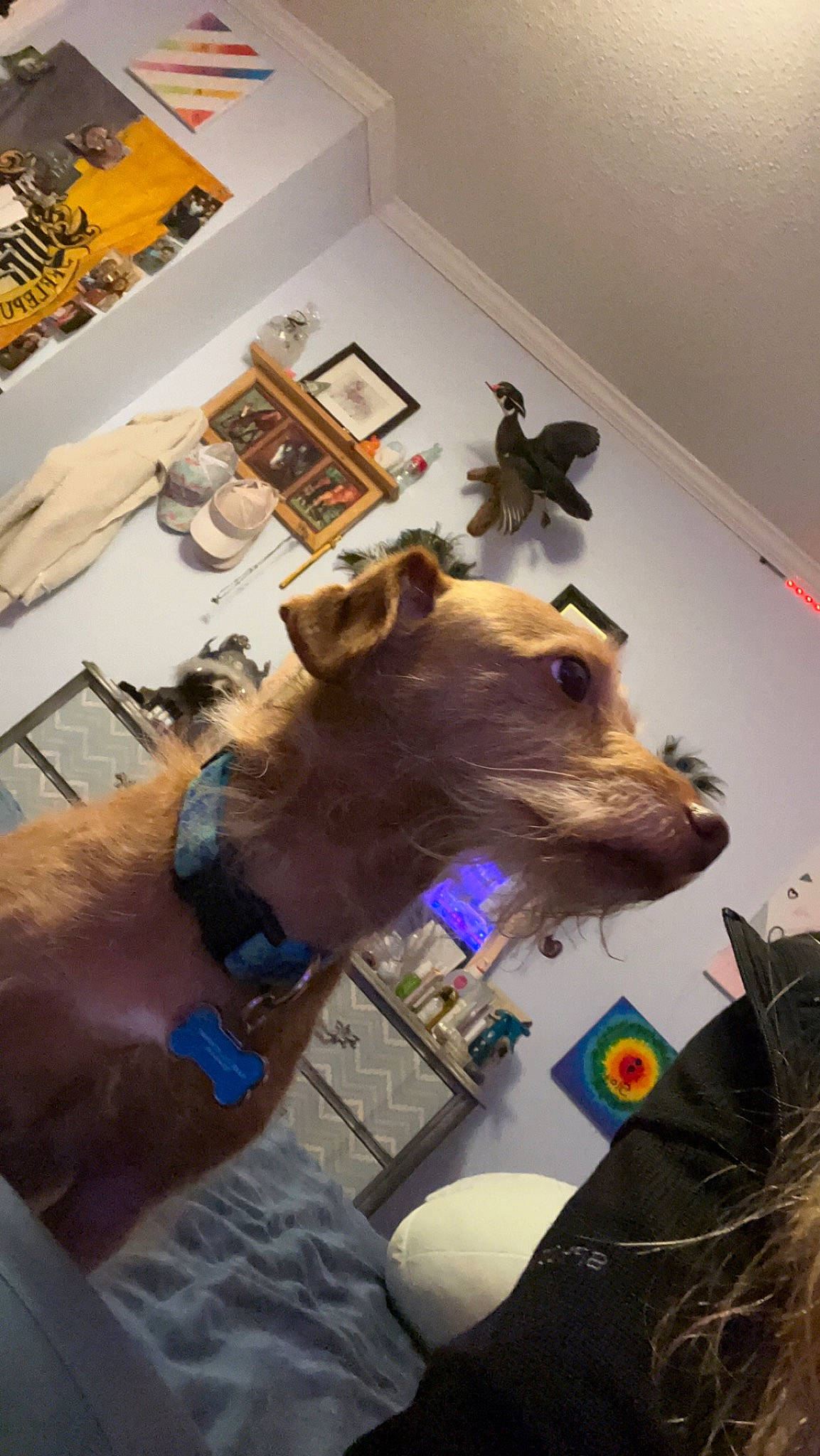 Oatie joined the competition — help win amazing prizes! art, canidae, clock, companion_dog, dairy_cow, dog_breed, fashion_accessory, fawn, flooring, fun, fur, livestock, picture_frame, room, sporting_group, tourist_attraction, visual_arts, watch, working_animal