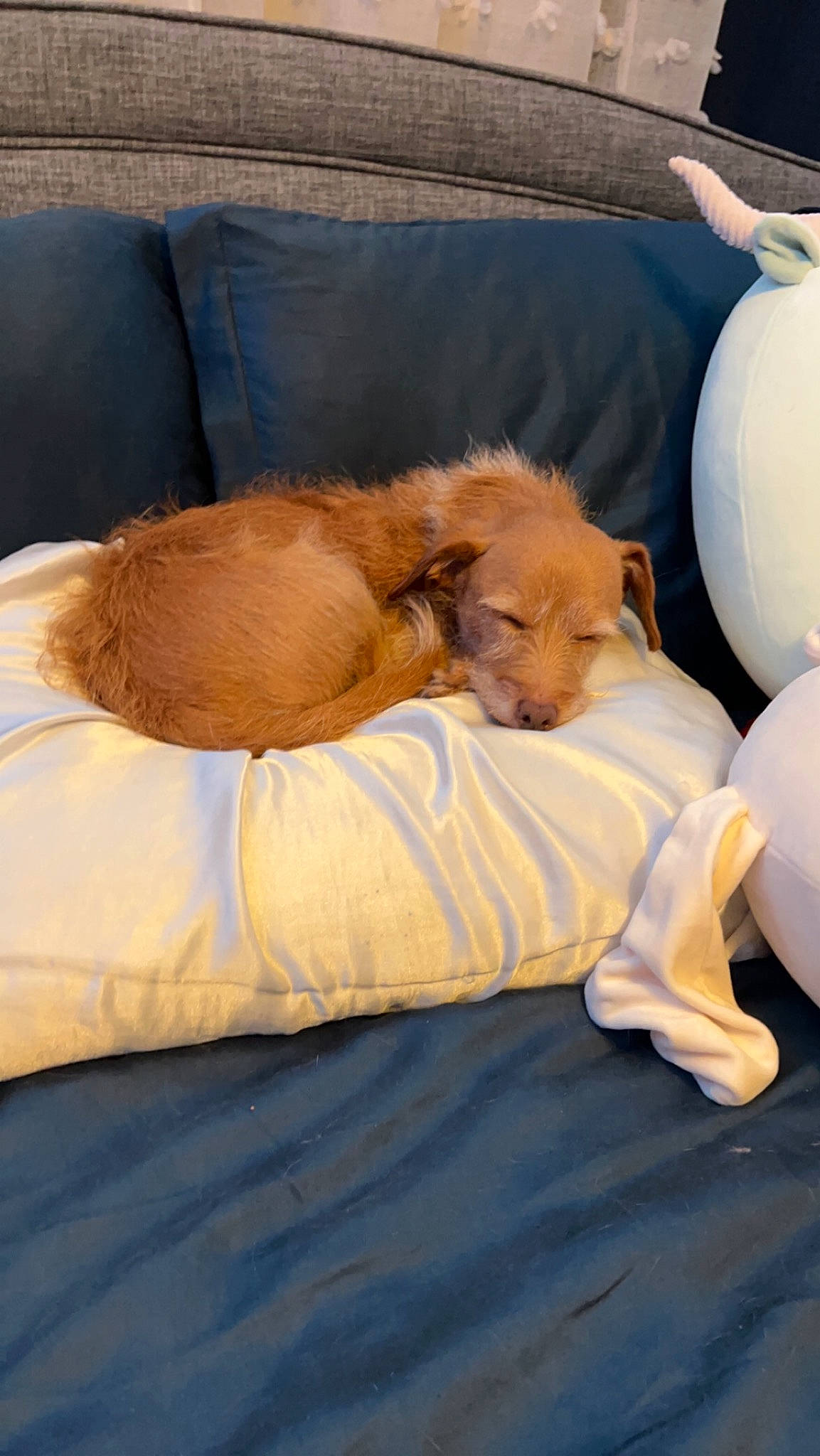 Oatie joined the competition — help win amazing prizes! canidae, carnivore, comfort, companion_dog, couch, dog, dog_breed, duvet, fawn, felidae, fur, human_leg, liver, paw, small_to_medium_sized_cats, snout, sporting_group, tail, watch, whiskers