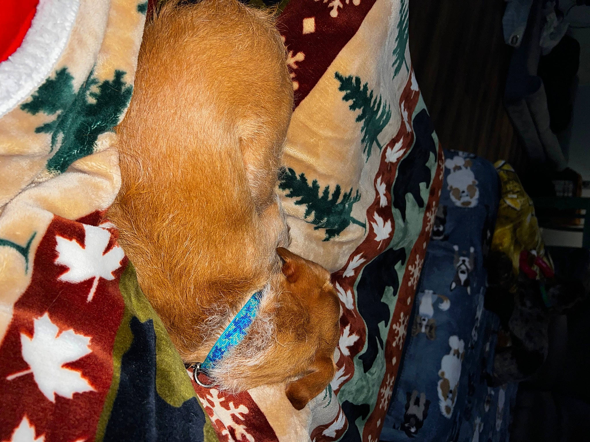 Oatie joined the competition — help win amazing prizes! christmas, event, fawn, felidae, foot, fur, human_leg, linens, needlework, pattern, plant, stuffed_toy, tail, textile, tradition, tree, visual_arts, window, wool, working_animal