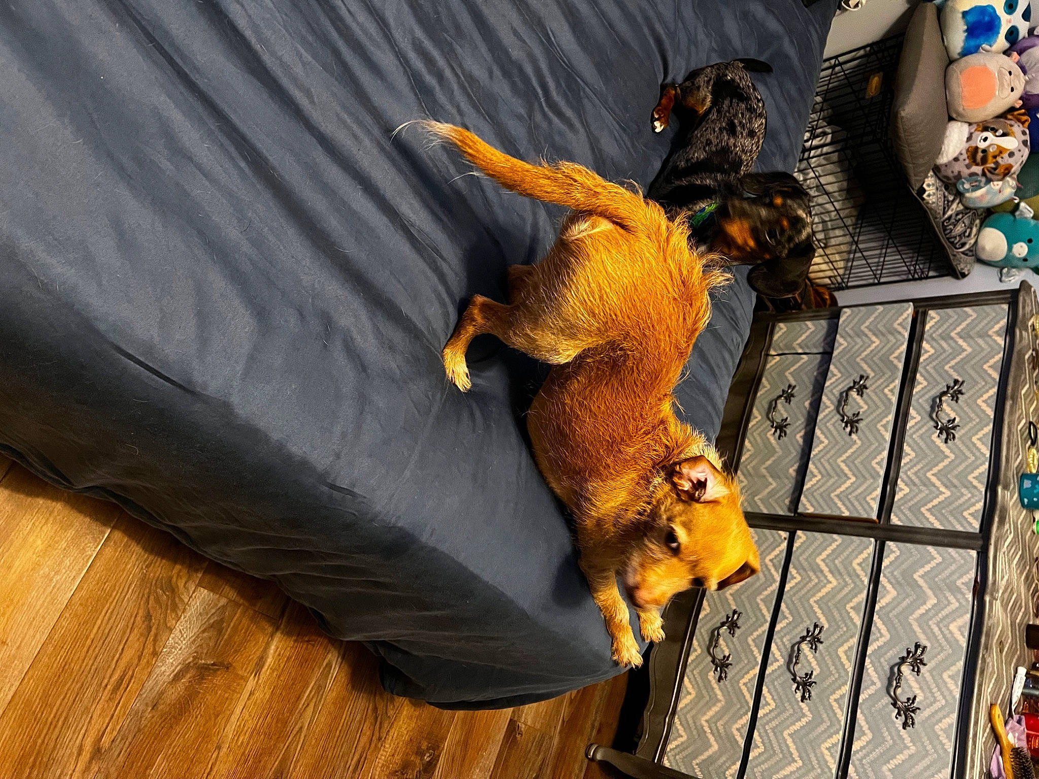 Oatie is registered to the contest to win money with this photo: art, claw, comfort, fashion_accessory, felidae, fictional_character, flooring, fur, hardwood, metal, reptile, stuffed_toy, tail, toy, wood, wood_flooring