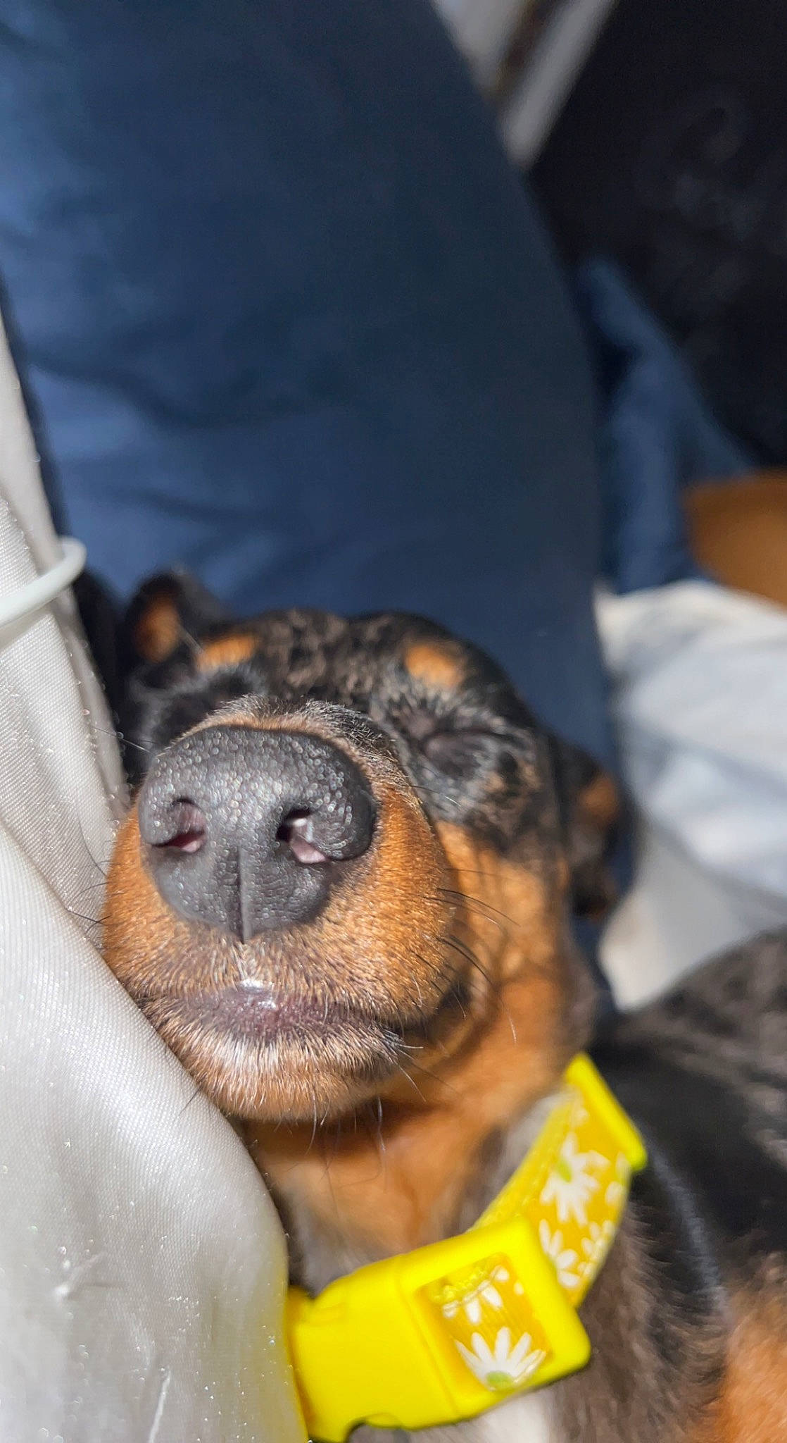 Willie joined the competition — help win amazing prizes! canidae, carnivore, claw, companion_dog, dog, dog_breed, ear, fawn, felidae, fur, guard_dog, nap, paw, sleep, snout, sporting_group, terrestrial_animal, whiskers, wildlife, wrinkle