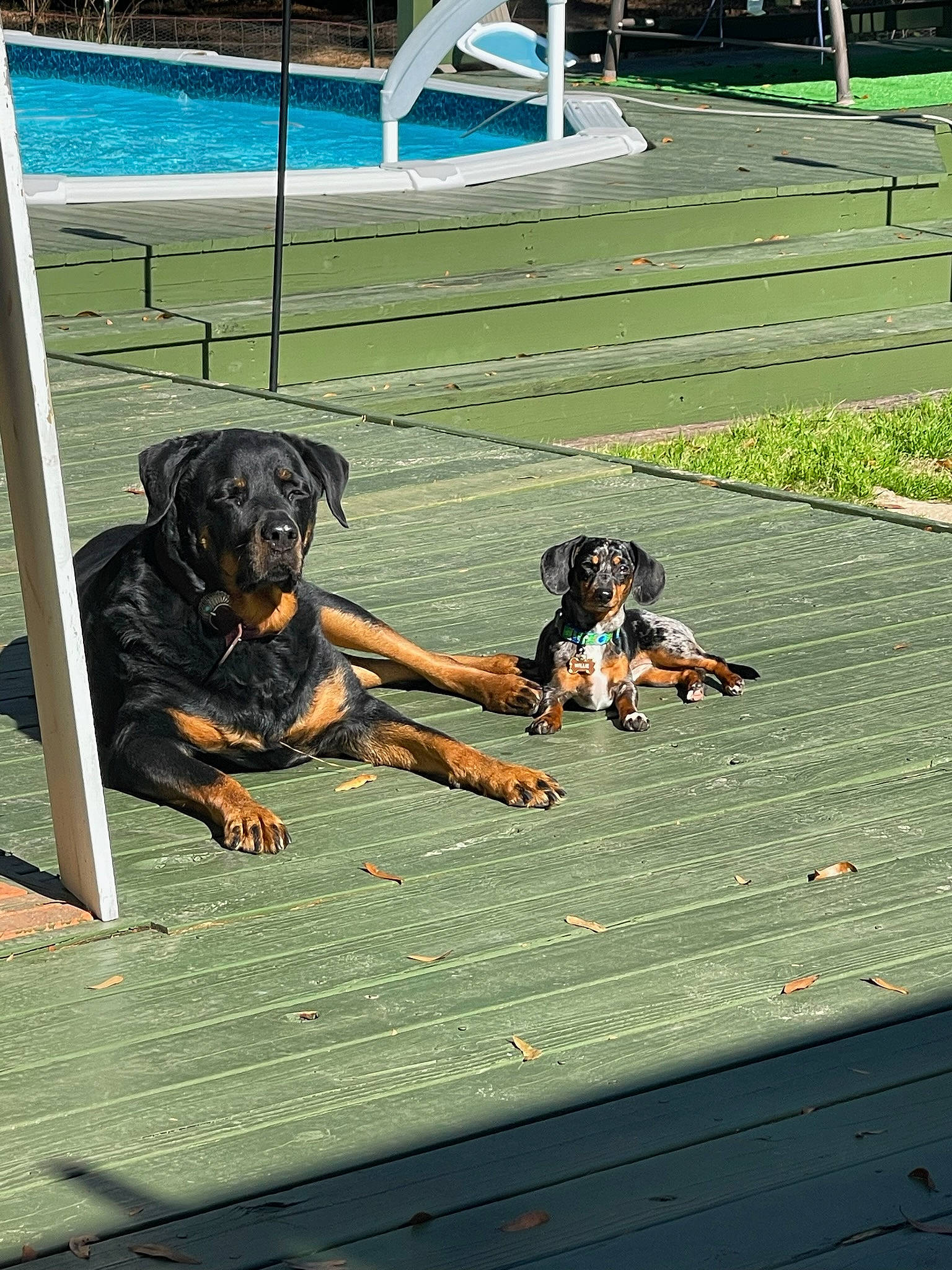 Willie is registered to the contest to win money with this photo: canidae, carnivore, companion_dog, dog, dog_breed, dog_supply, flooring, grass, guard_dog, hunting_dog, leisure, plant, sporting_group, tail, water, working_animal, working_dog