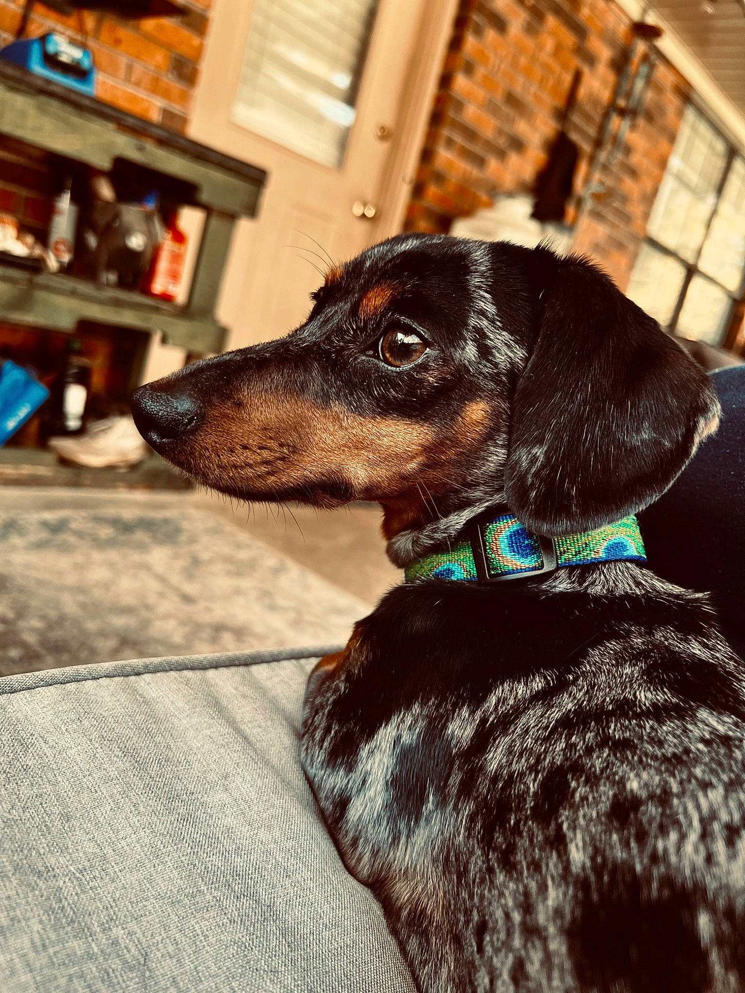 Willie is registered to the contest to win money with this photo: carnivore, collar, companion_dog, dog, dog_breed, dog_collar, dog_supply, fawn, flooring, fur, guard_dog, leash, liver, pet_supply, shelf, snout, sporting_group, whiskers, window, working_animal