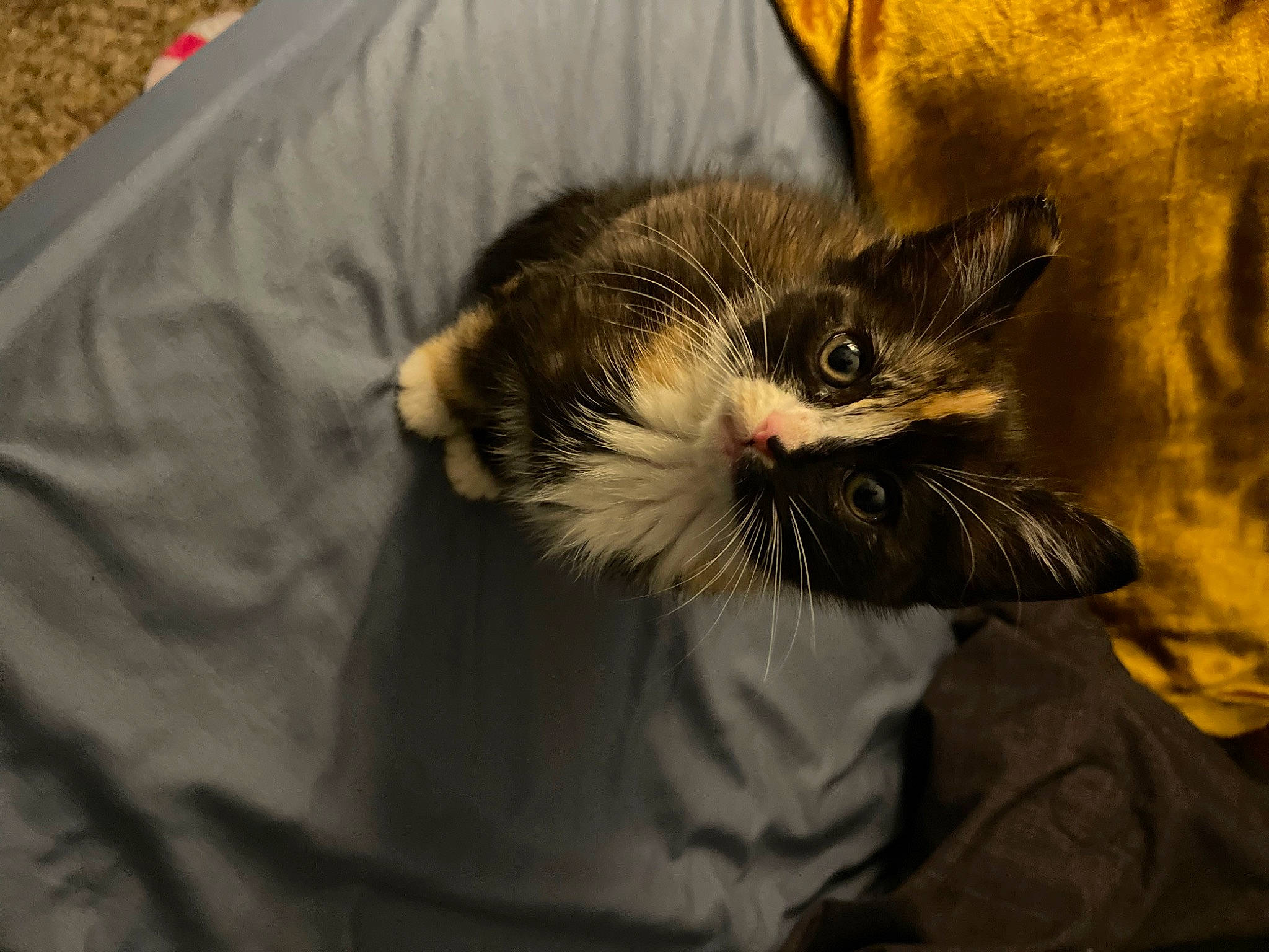 Banjo joined the competition — help win amazing prizes! carnivore, cat, claw, comfort, domestic_short_haired_cat, ear, eye, fang, felidae, fur, paw, small_to_medium_sized_cats, snout, tail, whiskers