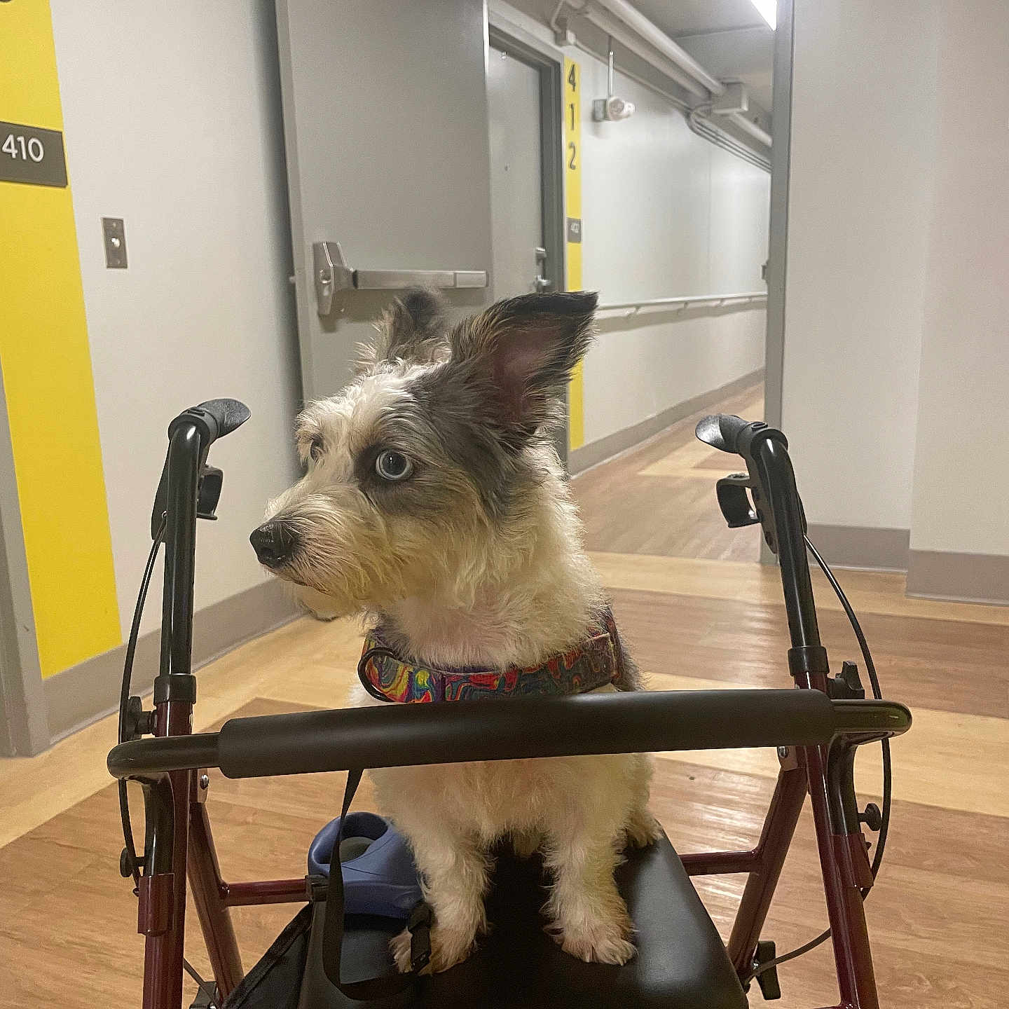 Miles is registered to the contest to win money with this photo: animal, blue_eyes, collar, companion, curious, dog, door, exit_sign, floor, fur, hallway, handle, indoor, leash, medical_equipment, pet, sitting, walker, wall, wood_floor