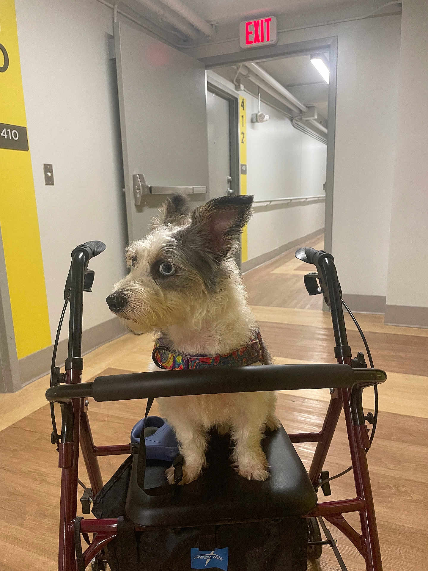 Miles is registered to the contest to win money with this photo: dog, walker, indoor, hallway, floor, exit_sign, door, curious, blue_eyes, fur, pet, animal, sitting, collar, medical_equipment, wood_floor, wall, handle, leash, companion