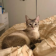 Ori joined the competition — help win amazing prizes! animal, bed, bedroom, blanket, calm, cat, comfort, cozy, cute, domestic, feline, fur, home, indoor, looking, pet, relaxed, resting, soft_light, texture