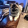 dog, fluffy, pet, living_room, couch, leather, armrest, cozy, indoor, fur, animal, cute, small_dog, pomeranian, relaxed, home, wood_floor, pillows, stool, furniture