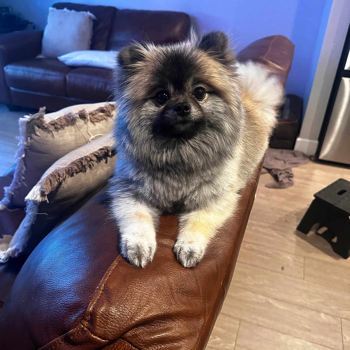 Mocha