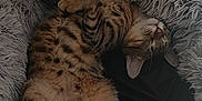 Nalo participe au concours pour gagner de l'argent avec cette photo : animal, cat, comfort, cozy, cute, feline, fluffy_bed, fur, home, indoor, napping, paw, pet, relaxed, resting, sleeping, soft_texture, striped, tabby, whiskers
