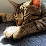 animal, blanket, cat, closeup, cozy, ears, feline, fur, indoor, nap, paw, peaceful, pet, relaxed, resting, sleeping, sunlight, tabby, texture, whiskers