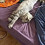 Venom a rejoint le concours — aidez-le/la à gagner de superbes lots ! bed, blanket, cat, comfortable, cozy, curled_up, domestic_animal, feline, fluffy, gray_cat, indoor, no_people, pet, purple_bedspread, relaxation, resting, sleeping, soft, stuffed_animal, wooden_floor
