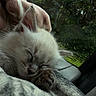Bandit a rejoint le concours — aidez-le/la à gagner de superbes lots ! kitten, sleeping, cat, fluffy, paw, blanket, car_interior, window, greenery, soft_lighting, cozy, closeup, pet, animal, resting, feline, indoor, cute, fur, peaceful