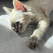 Bandit a rejoint le concours — aidez-le/la à gagner de superbes lots ! kitten, cat, pet, animal, fluffy, fur, paw, ear, whiskers, sunlight, relaxing, closeup, texture, indoor, sleepy, cute, soft, young, laying, resting