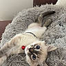 kitten, cat, fluffy_bed, red_collar, blue_eyes, pet, indoor, furniture, cozy, cute, animal, resting, soft_texture, home, domestic_cat, small_pet, whiskers, fur, relaxed, comfort