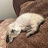 Bandit a rejoint le concours — aidez-le/la à gagner de superbes lots ! kitten, sleeping, upside_down, blanket, brown, cushion, remote_control, cozy, indoor, pet, fur, cute, relaxed, animal, small, resting, comfort, soft, home, domestic