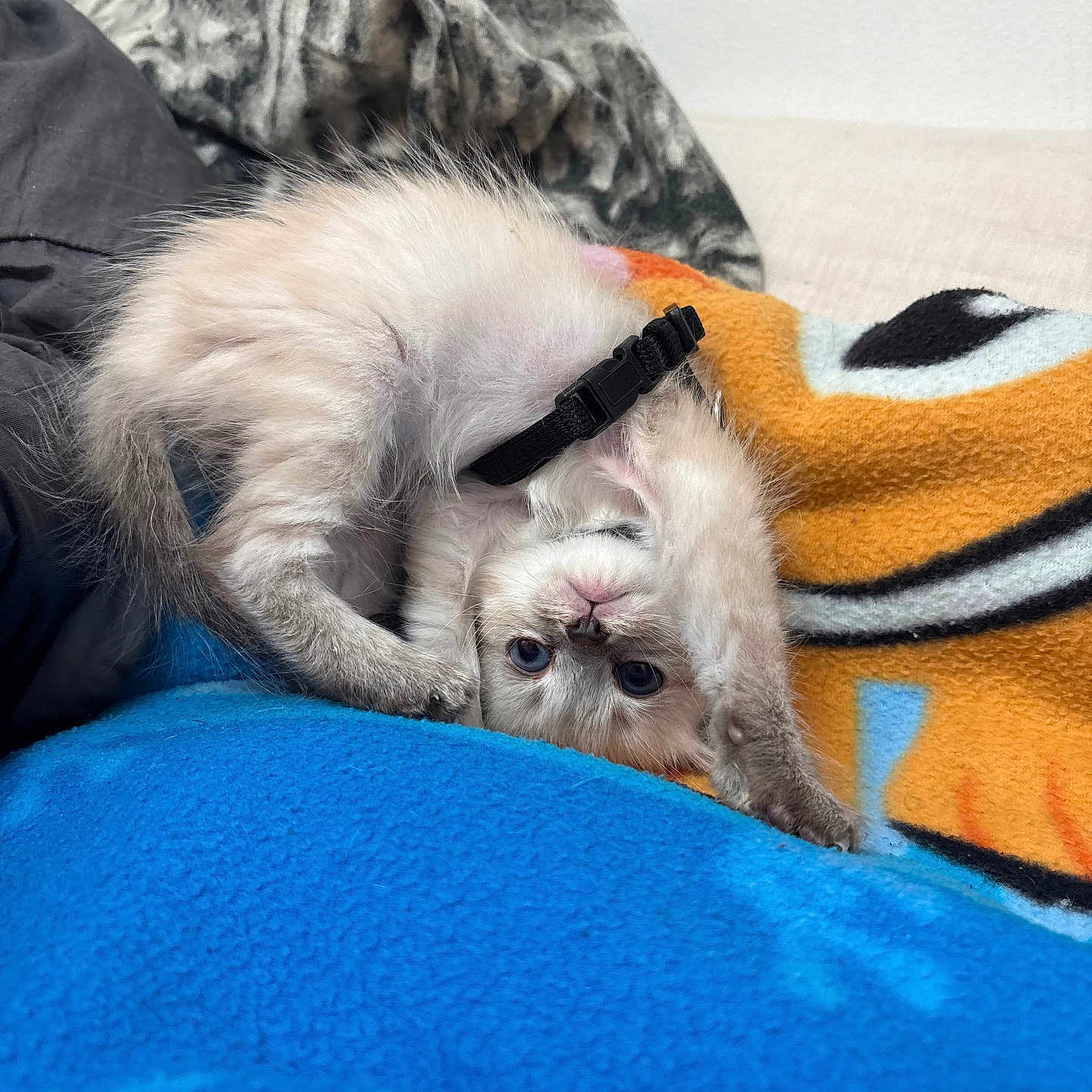 Bandit