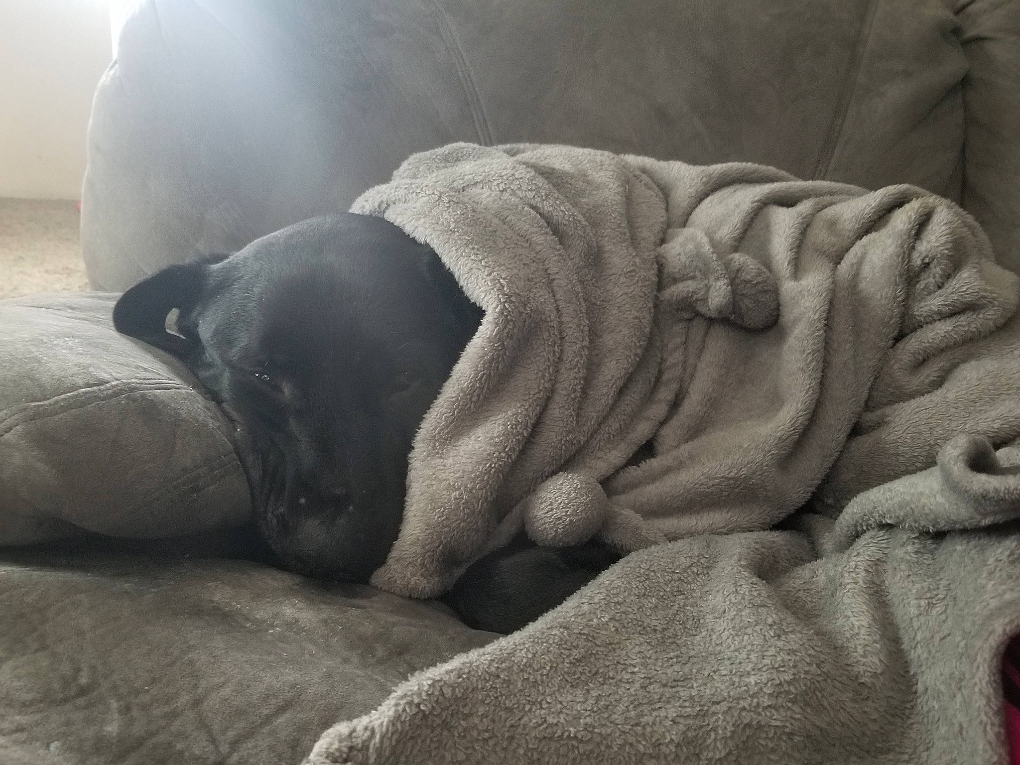 Dozer is registered to the contest to win money with this photo: canidae, carnivore, comfort, dog, dog_breed, fawn, nap, non_sporting_group, shar_pei, sleep, snout