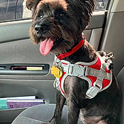 Raven is registered to the contest to win money with this photo: black_dog, car_interior, car_seat, dog, dog_tags, door_panel, ears, fur, happy, leash, panting, parking_lot, passenger, pet, red_harness, seat_fabric, small_dog, tongue, travel, window