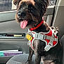 black_dog, car_interior, car_seat, dog, dog_tags, door_panel, ears, fur, happy, leash, panting, parking_lot, passenger, pet, red_harness, seat_fabric, small_dog, tongue, travel, window