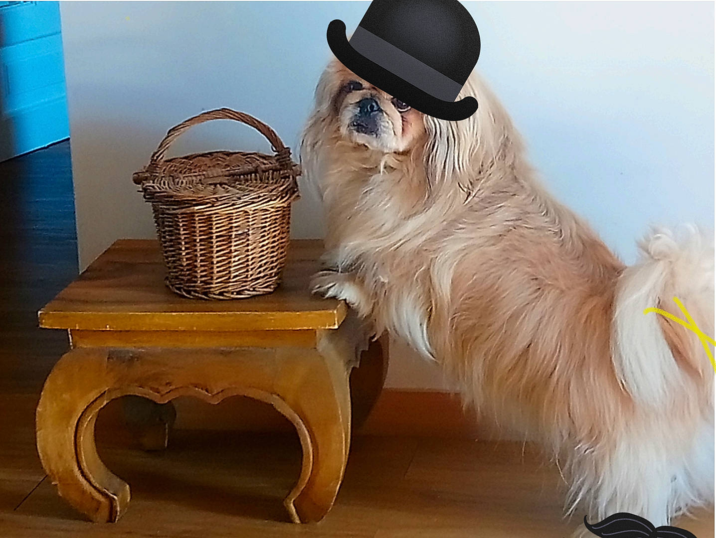 Pollux a rejoint le concours — aidez-le/la à gagner de superbes lots ! basket, companion_dog, costume_hat, eyewear, fawn, fedora, felidae, glasses, goggles, hardwood, hat, rectangle, small_to_medium_sized_cats, storage_basket, sun_hat, sunglasses, table, whiskers, wicker, wood