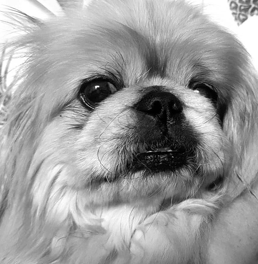 Pollux a rejoint le concours — aidez-le/la à gagner de superbes lots ! canidae, carnivore, close_up, companion_dog, dog, dog_breed, eye, firefighter, fur, grass, hair, iris, liver, pekingese, snout, sporting_group, terrestrial_animal, toy_dog, whiskers, working_animal