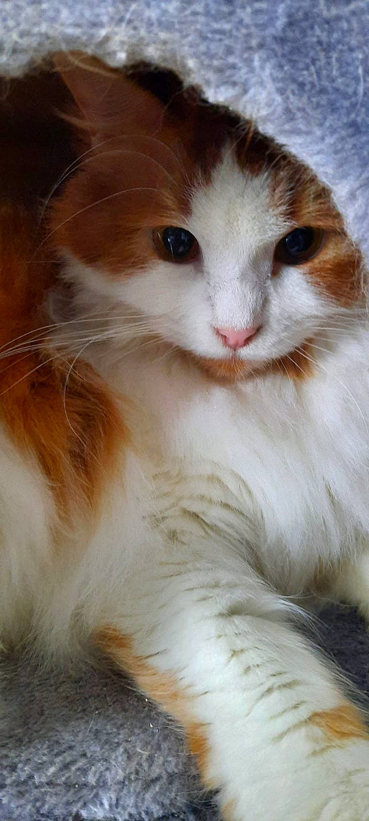 Crayola participe au concours pour gagner de l'argent avec cette photo : carnivore, cat, close_up, domestic_short_haired_cat, eye, eyelash, fawn, felidae, fur, iris, natural_material, small_to_medium_sized_cats, snout, terrestrial_animal, whiskers