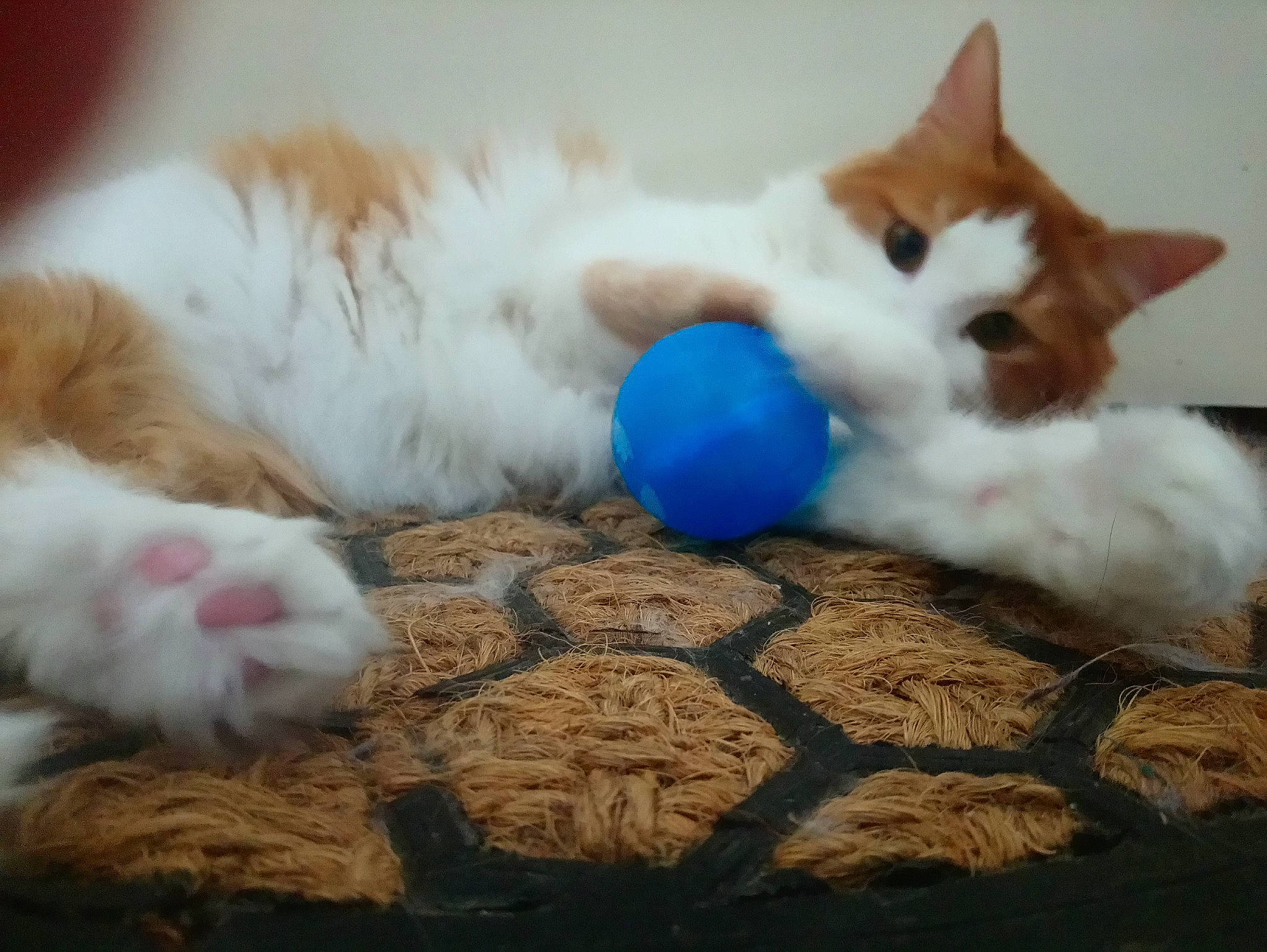 Crayola participe au concours pour gagner de l'argent avec cette photo : art, canidae, carnivore, cat, cat_bed, cat_supply, claw, comfort, domestic_short_haired_cat, fawn, felidae, flooring, fur, paw, room, small_to_medium_sized_cats, snout, tail, textile, whiskers