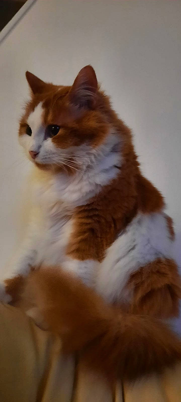 Crayola participe au concours pour gagner de l'argent avec cette photo : carnivore, cat, eye, fawn, felidae, fur, sitting, small_to_medium_sized_cats, snout, tail, whiskers, window, wood