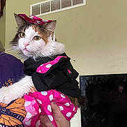 Moxy joined the competition — help win amazing prizes! cat, calico_cat, pet, costume, pink, polka_dot, bow, clothing, indoor, person, hand, purple_shirt, butterfly_design, vent, television, feline, animal, cute, holding, portrait