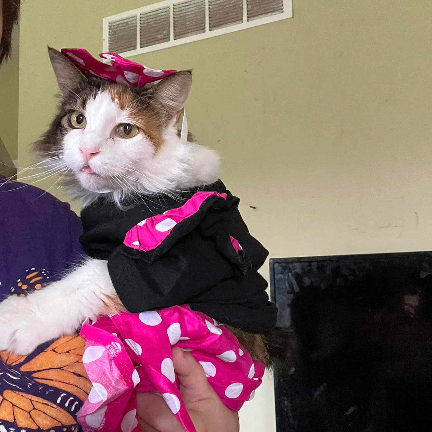 Moxy joined the competition — help win amazing prizes! cat, calico_cat, pet, costume, pink, polka_dot, bow, clothing, indoor, person, hand, purple_shirt, butterfly_design, vent, television, feline, animal, cute, holding, portrait