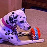 Lady Lucy is registered to the contest to win money with this photo: dalmatian, dog, pet, animal, toy, ball, carpet, indoor, collar, spotted, furniture, beige, lying_down, focused, playful, mammal, domestic_animal, side_view, head, paw