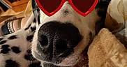 Lady Lucy joined the competition — help win amazing prizes! dalmatian, dog, heart_shaped_sunglasses, pet, indoor, relaxed, close_up, black_and_white, spots, nose, face, cozy, blanket, wooden_furniture, animal, cute, resting, funny, accessory, companion
