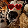 dalmatian, dog, heart_shaped_sunglasses, pet, indoor, relaxed, close_up, black_and_white, spots, nose, face, cozy, blanket, wooden_furniture, animal, cute, resting, funny, accessory, companion