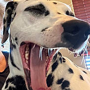 Lady Lucy is registered to the contest to win money with this photo: dalmatian, dog, yawning, close_up, black_and_white, indoor, pet, animal, mouth_open, tongue, fur, spots, window_blinds, person_partial, cozy, portrait, animal_face, canine, happy, relaxed