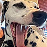 dalmatian, dog, yawning, close_up, black_and_white, indoor, pet, animal, mouth_open, tongue, fur, spots, window_blinds, person_partial, cozy, portrait, animal_face, canine, happy, relaxed