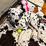 Lady Lucy is registered to the contest to win money with this photo: dalmatian, dog, pet, tennis_ball, blanket, plush_toy, pink_pig, brown_squirrel, animal, indoor, floor, resting, relaxed, fur, spots, collar, toy, cozy, cute, sleepy