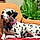 Lady Lucy